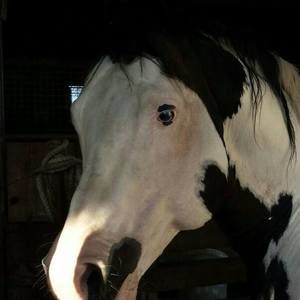 Meet your Posher, Diane day